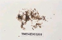 藏品(簑苔屬)的圖片